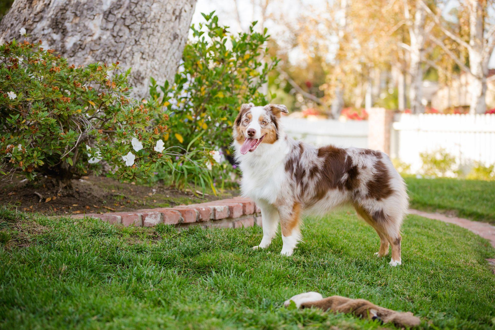 Australian shepherd standing outside panting