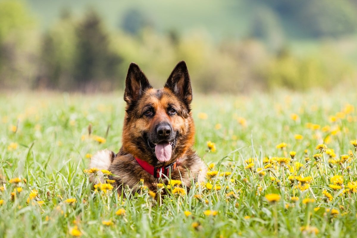 German shepherd
