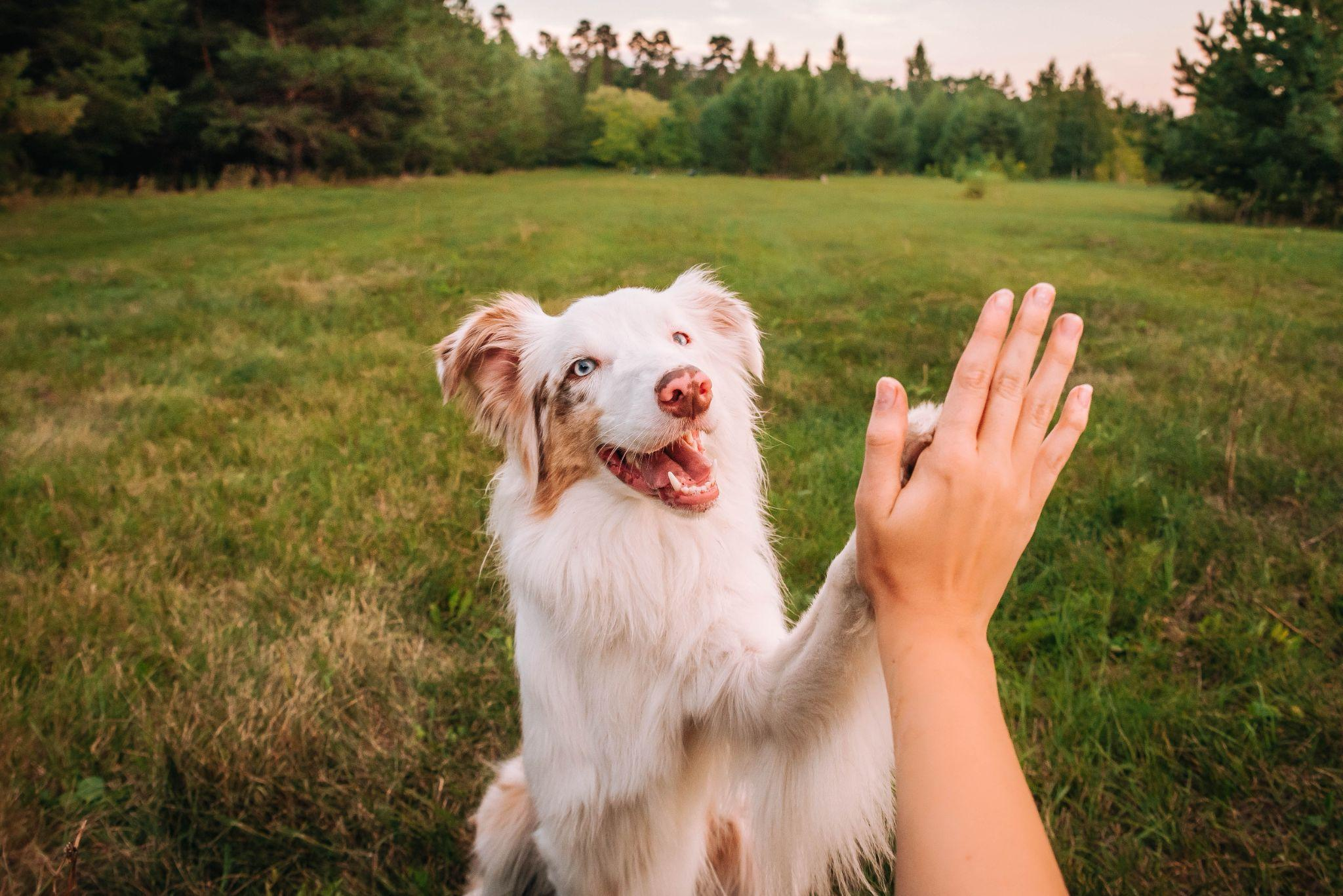 Dog high-fiving their owner