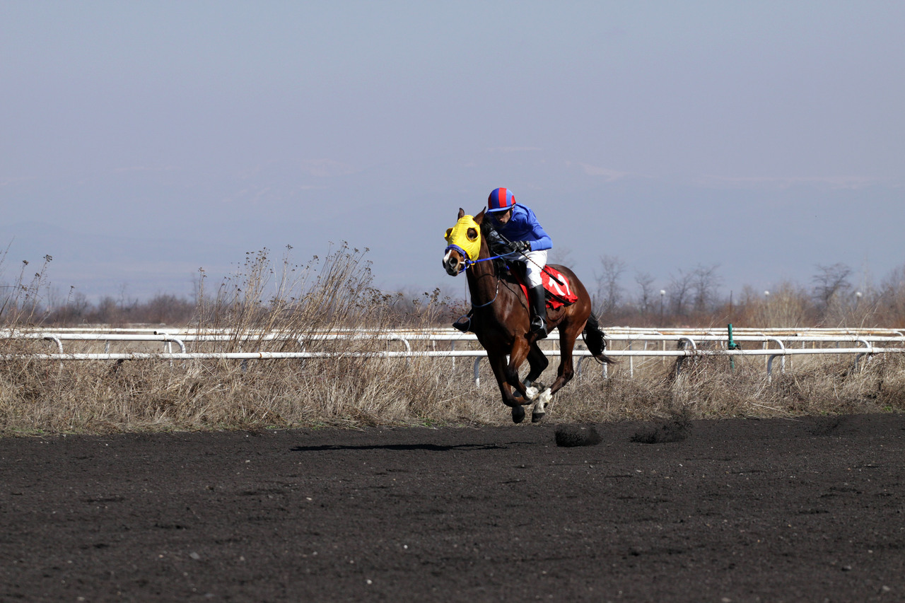 Race Horse