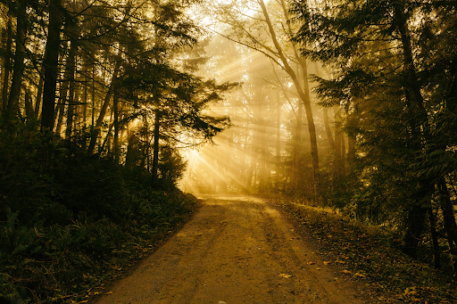 Patrick Fore on Unsplash