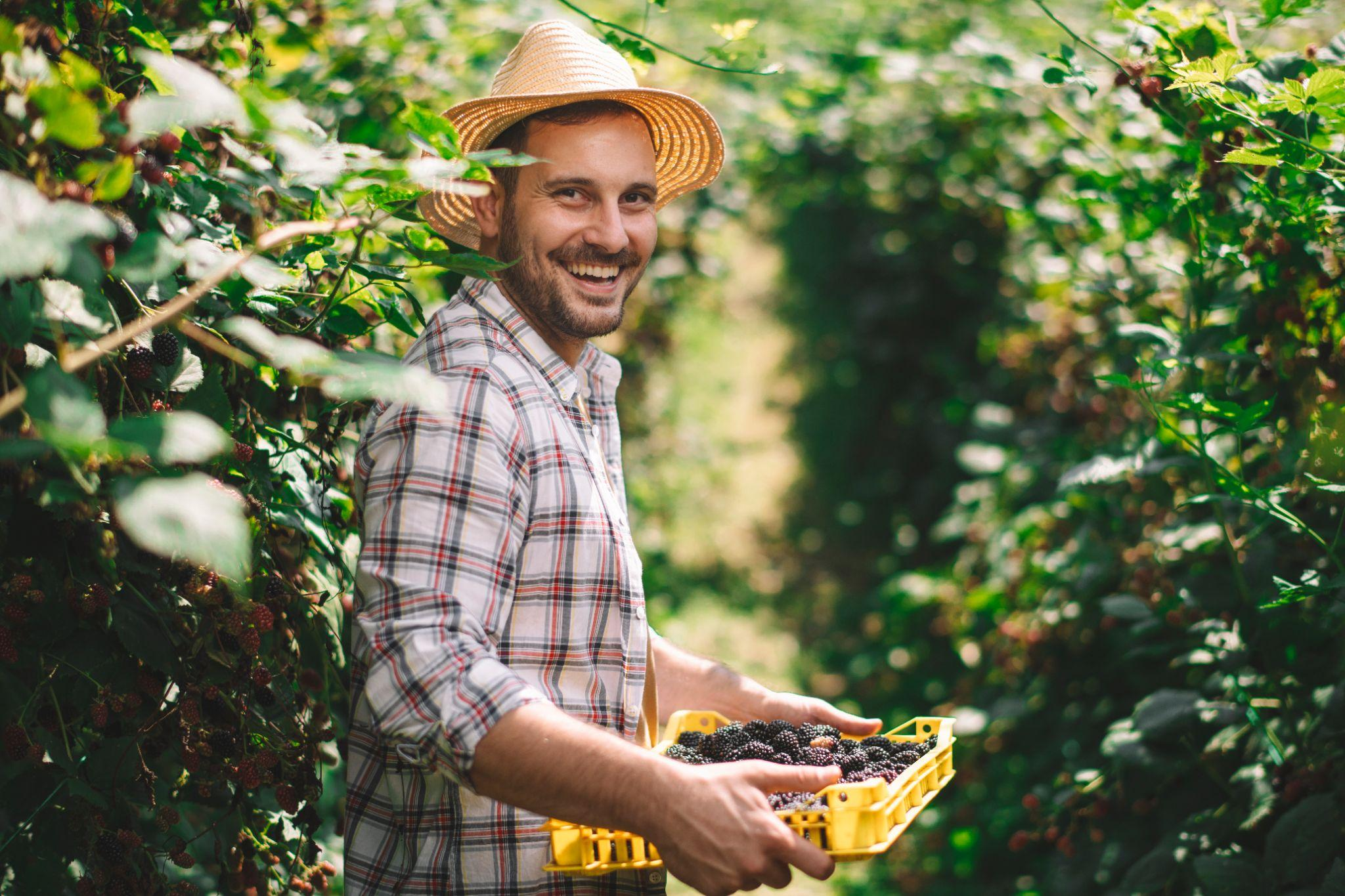 Photo of a smiling farmer harvesting ripe blackberries in a lush field, demonstrating when to plant blackberry bushes for a successful yield