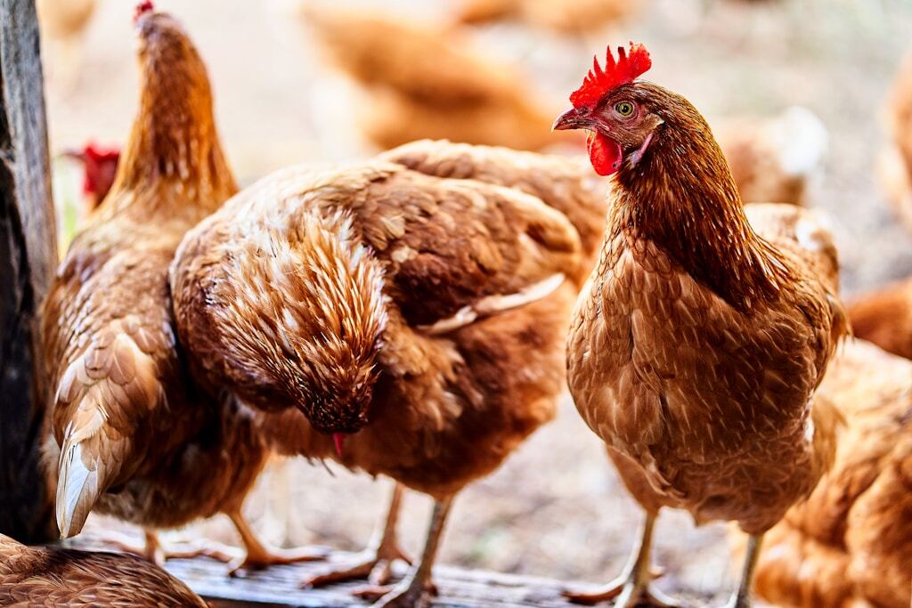 Poultry trade and sales