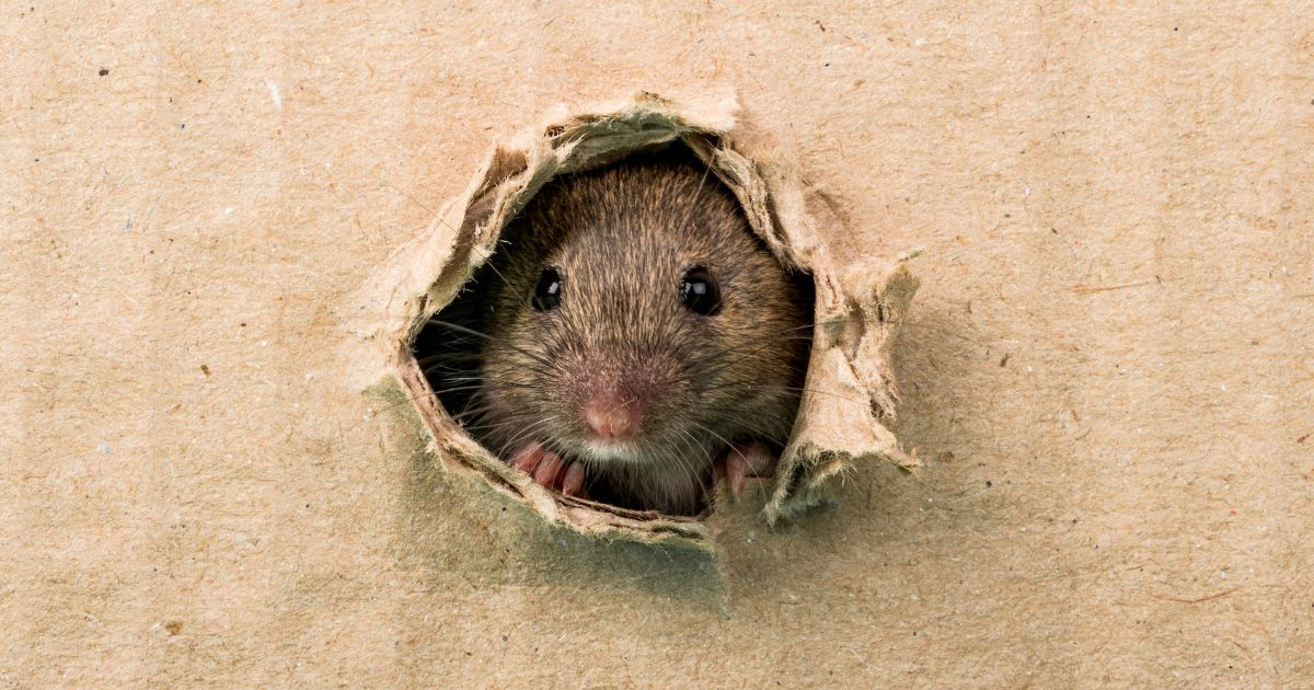 Preventative Measures for Pantry Rat Infestations