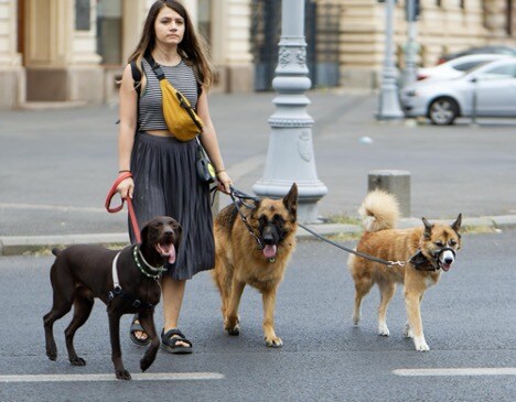 Professional Pet Sitter Walking Dogs