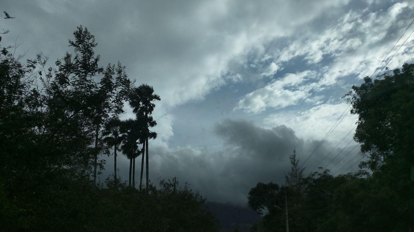 The Role of Trees in Climate Adaptation and Extreme Weather Response