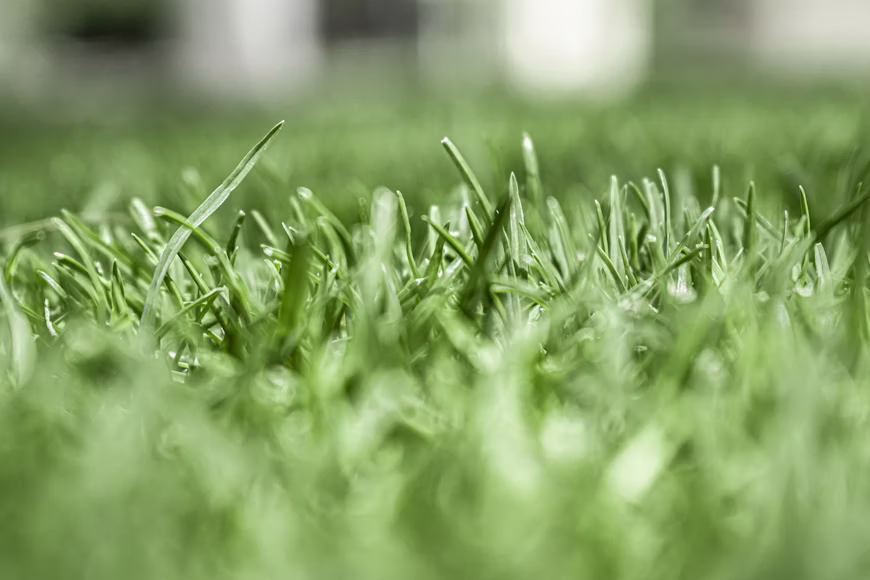 a close up of a green grass field