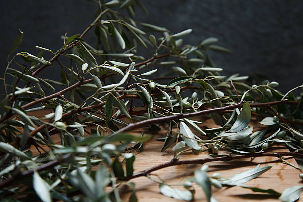 photo of olive tree branches on timber