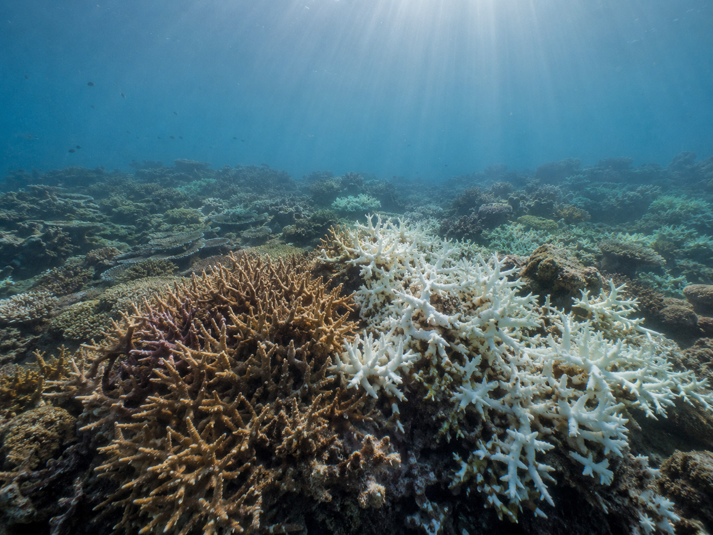great barriers reefs